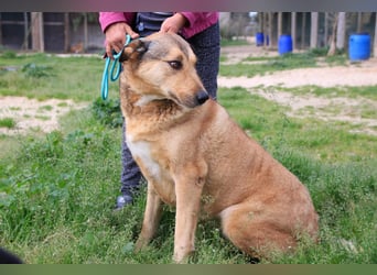 Kaleb, Mix Labrador / Rafeiro Alentejano, lieb und sozial
