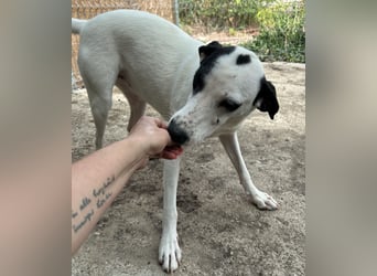 GEORGIA, Hündin, knapp 2 Jahre, 52cm, Mischling, Tierschutz