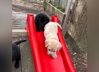 Labrador Retriever Welpen, reinrassig, Ahnenpass uvm., schwarz und gelb