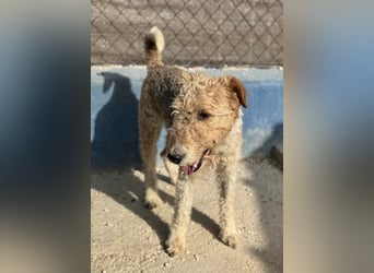 Fox, sucht seine Menschen
