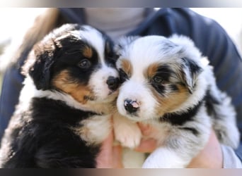 Australian Shepherd Welpen
