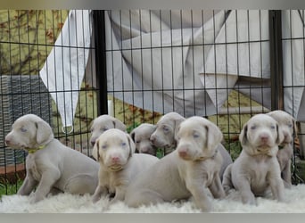 Weimaraner-Mix Welpen aus liebevoller Verpaarung – 12 kleine Wunder suchen ihr Zuhause