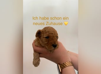 Wunderschöne reinrassige Toy- und Zwergpudelwelpen suchen ein liebevolles Zuhause