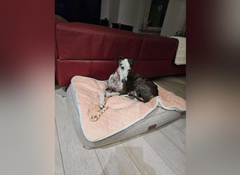 Zauberhafte Luna