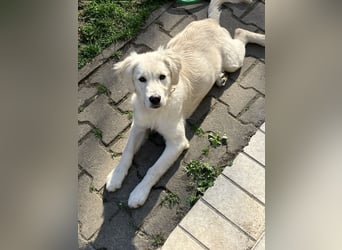 Wunderschöne Goldene Retriever Hündin - 6 Monate