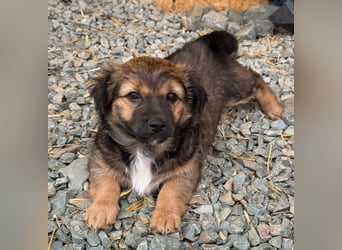 Dakota, Dulceata und Dusty