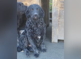 GONZALES❤️ liebenswerter, agiler und neugieriger Kroatischer Schäferhund-Mix