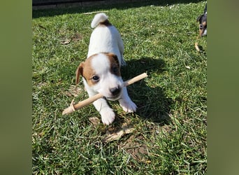 5 wunderschöne Jack Russel Terrier Welpen