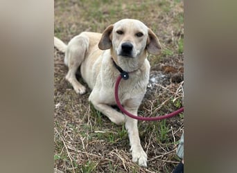 Max, geboren 08.06.2024, 55cm sucht sein Zuhause