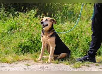 Hazel, Schäferhund-Mix, lieb und sozial