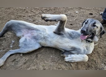 Kangal-Junghunde -  Sila, Shaya und Tamaz