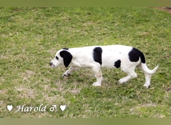 Holly, Hank, Harold und Herbie suchen ab sofort ein Zuhause