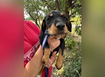 Alexa, geboren 16.03.2025, 21cm sucht ihr Zuhause