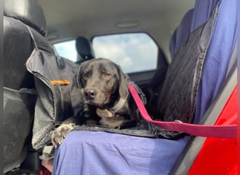 Ozzy – Ein fröhlicher Entdecker sucht sein Zuhause!