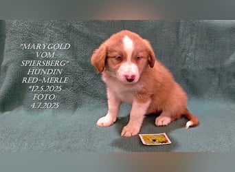 Border Collie-Welpen , black-,choco-,red-white und red-,black-merle