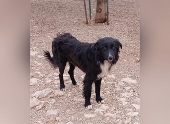 Corwin Border Collie Mix sucht ein liebes Zuhause oder erfahrene Pflegestelle