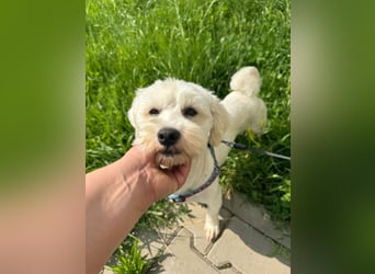 Balou - freundlicher, lieber, katzenverträglicher Bichon Frisé Mix Rüde / z.Zt. noch in Rumänien