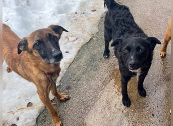 Bezaubernde Hundelady RONJA sucht liebevolle Familie