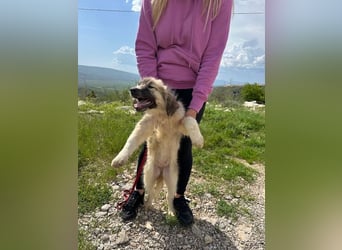 Liesa sucht ihr großes Glück