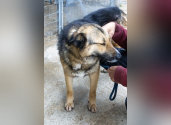 Schäferhund-Mix Loki - Rohdiamant sucht Zuhause