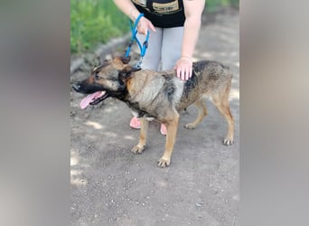 Die liebe Valentina sucht ein Zuhause !