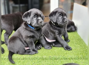 Edle Labrador Welpen (Schwarz/Foxred) mit Ahnentafel, Nachkommen von Champions