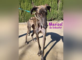 Marisol de Schuster 06/2022 (in Deutschland) - wunderschöne, soziale und verträgliche Galga!