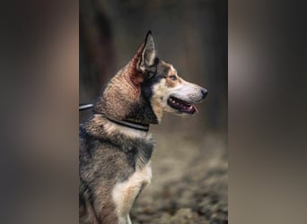 Dea, ca. 2 Jahre, 50 cm, wünscht sich ein aktives Hundeleben