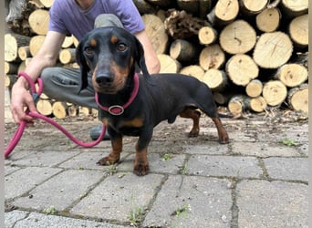 Norman, 1 Jahr, 25cm sucht sein Glück