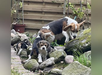 Beaglewelpen suchen ein liebevolles Zuhause 