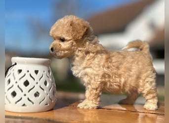 Rarität. Echte Teddybär Maltipoo Welpen in tollem Apricot abzugeben. Malteser/Pudel