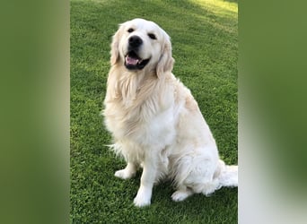 Golden Retriever Deckrüde Anton