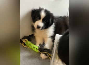 Diese süßen Australian Shepherd Welpen