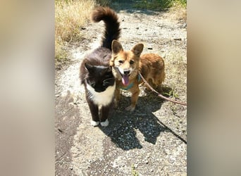 Seniorin Mona sucht ein Zuhause