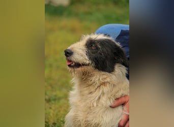 Holunderbeere LM - Sanfte Hündin mit großem Herzen sucht liebevolles Zuhause