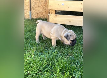 Zuckersüße Freiatmige Bulldoggenwelpen