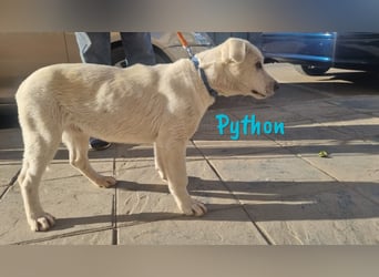 Python 10/2023 (ESP Pflegestelle) - verspielter und menschenbezogener Junghund!
