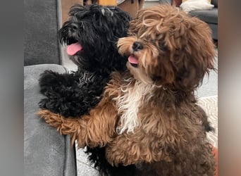 Shih Tzu - Pudelmischlingswelpen abzugeben