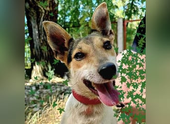 lebenslustige kleine ROXY - 3 Jahre, 38cm/8kg - Jack Russell-Mix