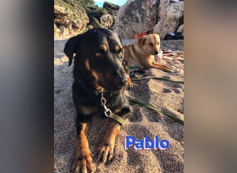 Pablo, 11/19 - ausgeglichener, lieber Rotti-Mix sucht erfahrene Familie