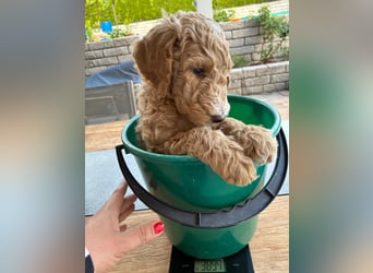 Goldendoodle F1b Welpen F1bb -apricot hell dunkel