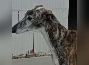 MORANTE-scheuer "Prinz" sucht liebevolles Zuhause