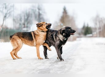 Vorsichtige Tama sucht ihre Familie