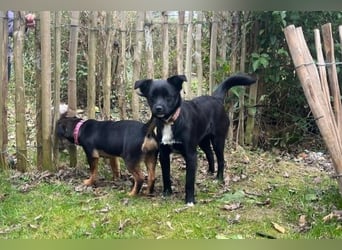 Trudie - Augenstern sucht Kuschelwolke (47839 Krefeld)