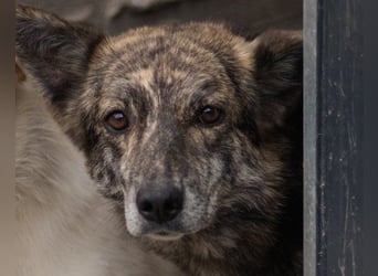Nala wünscht sich ein Zuhause