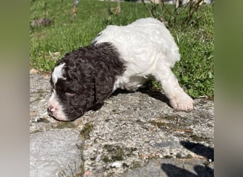 Lagotto - ein Herz aus Locken und Liebe
