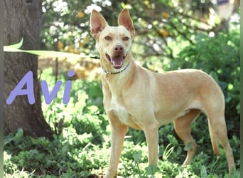 Avi 10/2021 (ESP) - aufgeschlossene und menschenbezogene Labrador-Podenco-Mix Hündin!