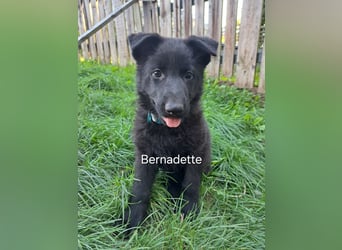 DSH Deutscher Schäferhund - Welpen lackschwarz