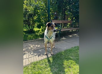 ♥LILLI♥ verliert ihr Zuhause in Reichshof-sehr liebe, sanfte Seele mit ihrem besonderen Äußeren 55cm