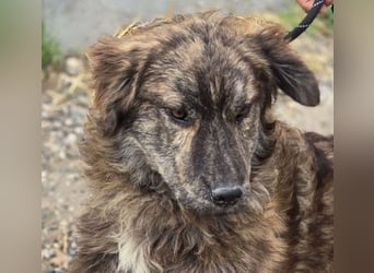Wunderschön gestromtes Hundekind *Ylva* sucht ihr Zuhause für immer